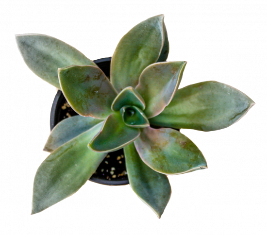 Succulente Graptoveria ‘Fred Ives’