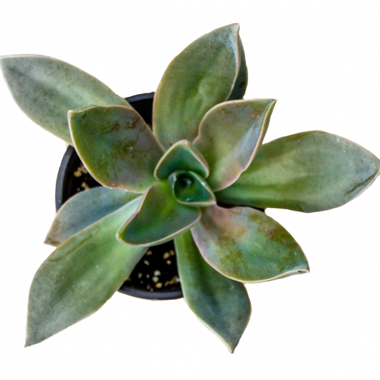 Succulente Graptoveria ‘Fred Ives’