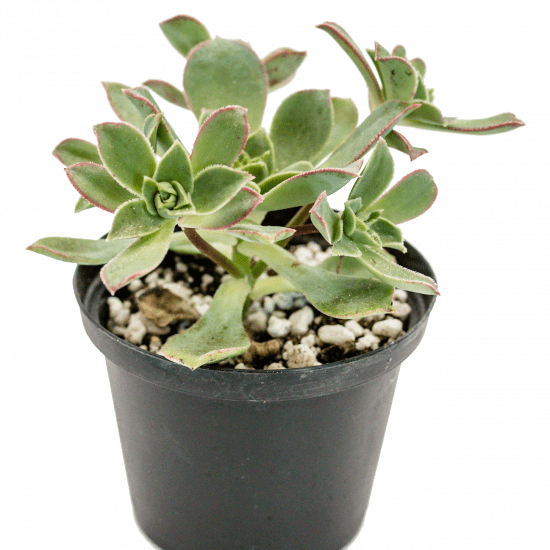 Aeonium haworthii en pot vue de face - credit photo Pause Verte