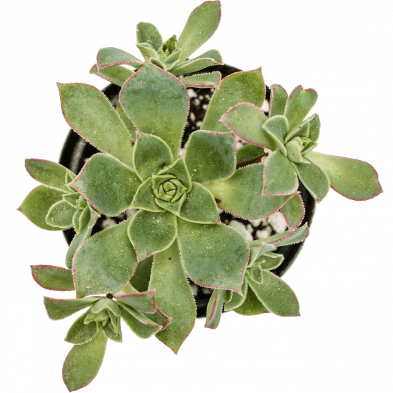 Aeonium haworthii en pot vue du dessus